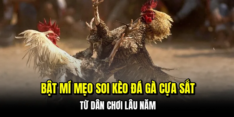 Bật mí mẹo soi kèo đá gà cựa sắt từ dân chơi lâu năm