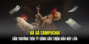 Đá gà Campuchia - Săn thưởng tiền tỷ cùng các trận đấu nảy lửa