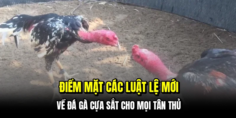 Điểm mặt các luật lệ mới về đá gà cựa sắt cho mọi tân thủ