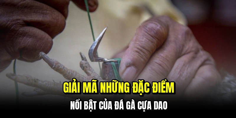 Giải mã những đặc điểm nổi bật của đá gà cựa dao