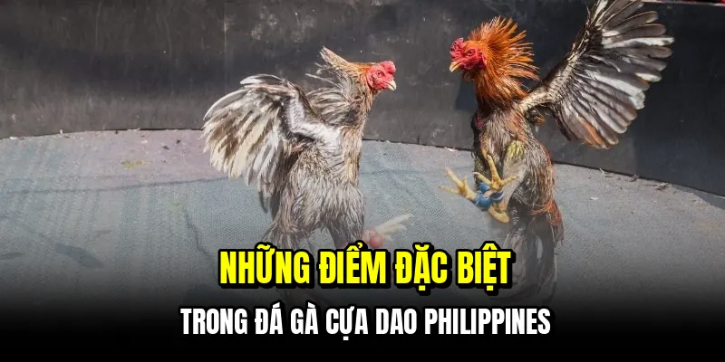 Những điểm đặc biệt trong đá gà cựa dao Philippines
